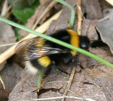 Hummel-6.jpg